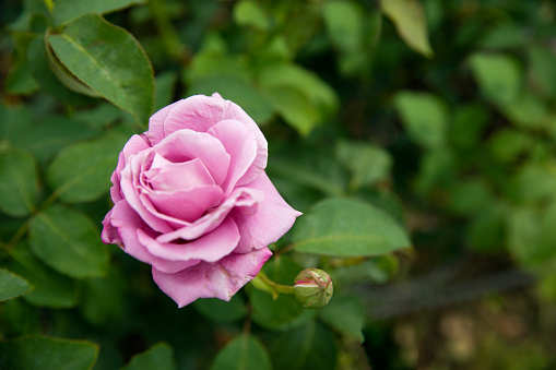 Pink rose bush in the evening sun