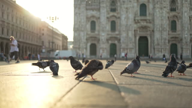 Pigeons in The Piazza del Duomo at dawn