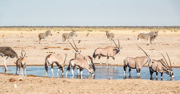 Gemsbok (Oryx gazella) at Etosha National Park in Kunene Region, Namibia