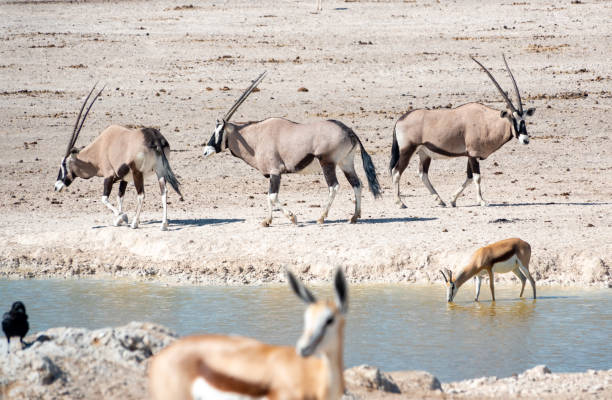 istock Gemsbok at Nebrownii Waterhole in Etosha National Park, Namibia 1406701321