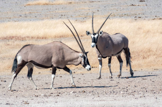 gemsbock im etosha nationalpark in der kunene-region, namibia - gemsbok antelope mammal nature stock-fotos und bilder