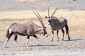 Gemsbok at Etosha National Park in Kunene Region, Namibia