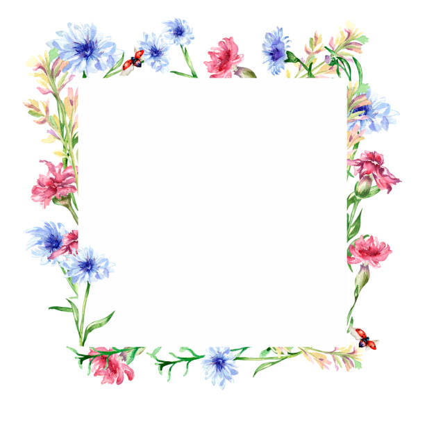 Frame with meadow colorful flowers watercolor illustration isolated. Frame with meadow colorful flowers watercolor illustration isolated. Wildflowers, blue cornflower, ladybug hand painted. Grassland design elements for greeting cards, kitchen utensil, tableware, logo. butterfly purple blue isolated stock illustrations