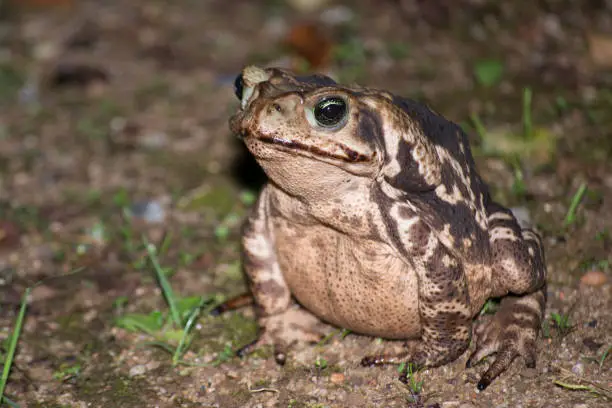 Rhinella marina, known as the Cane Toad, is a frog native to Central and South America, Brazil.
