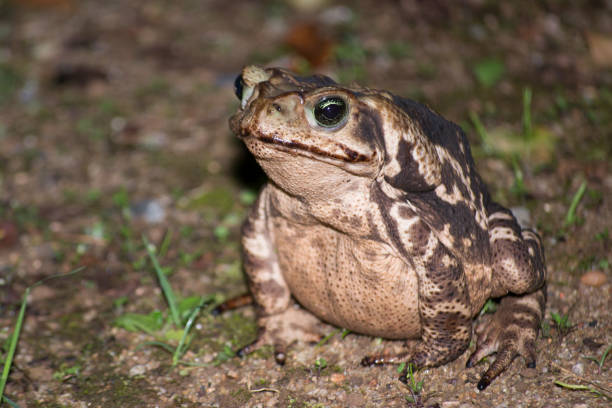 a marina de rhinella, conhecida como sapo de cana, é um sapo nativo da américa central e do sul, brasil. - cane toad toad wildlife nature - fotografias e filmes do acervo