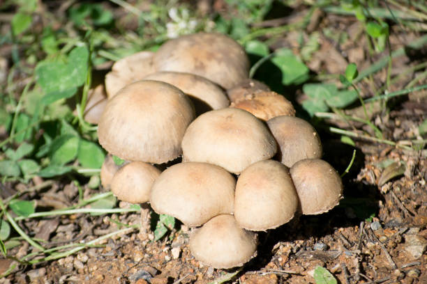 istock Wild mushrooms (with hat) clustered next to each other, found in the Atlantic Forest, Brazil. 1406703171