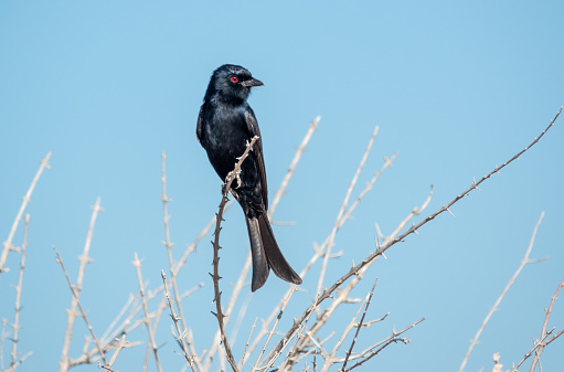 American Crow (Corvus brachyrhynchos) in summer