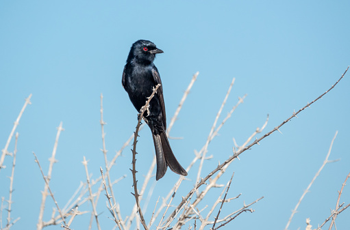 Close-up of bird perching on wooden post