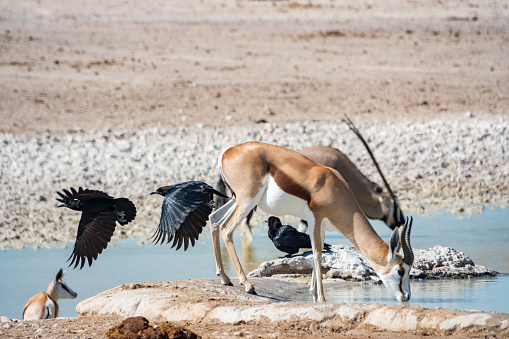 Cape Crow (Corvus capensis) with springbok at Nebrownii Waterhole at Etosha National Park in Kunene Region, Namibia