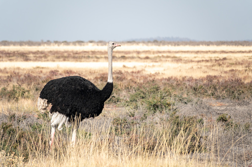 Ostrich bird in the Masaai Mara Reserve - Kenya, East Africa, eating