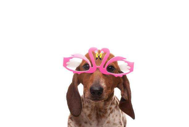 istock image of dog white background 1406703256