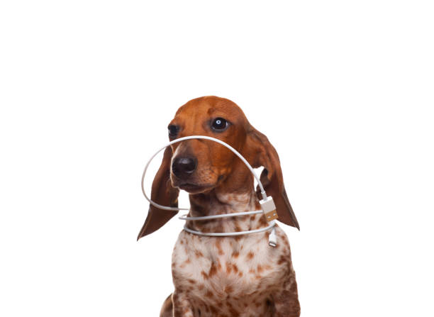istock image of dog white background 1406703534