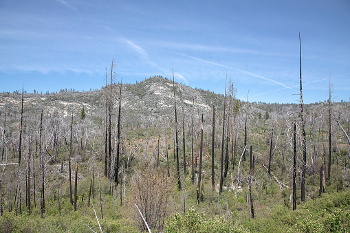 burned young trees in Yosemite national park