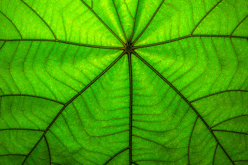 Full frame of green natural abstract leaf texture - Stock photo