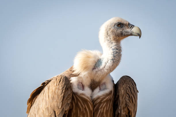 Griffon vulture or Eurasian Griffon or Gyps fulvus closeup or portrait perched on tree during winter migration at desert national park jaisalmer Rajasthan India asia