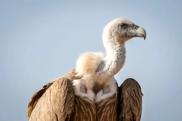 Griffon vulture or Eurasian Griffon or Gyps fulvus closeup or portrait perched on tree during winter migration at desert national park jaisalmer Rajasthan India asia
