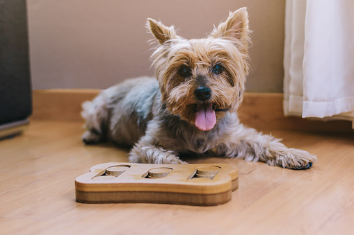 Dog playing with puzzles. Smart yorkshire terrier looks for tasty treats in mental development containers.