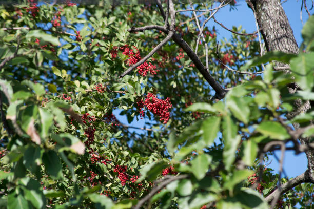 The Aroeira or mastic tree (Schinus terebinthifolia) and its pink pepper