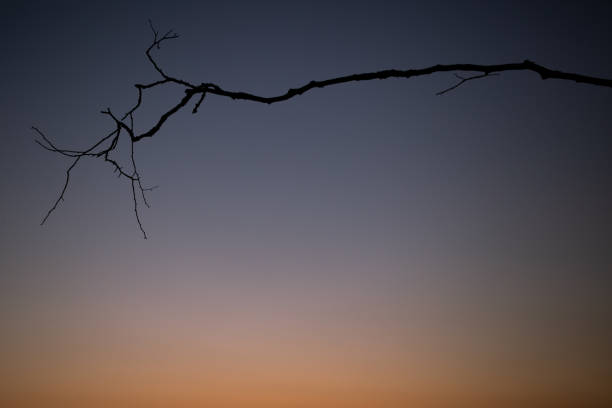 Sunset on the Baltic Sea in Poland, Forest
