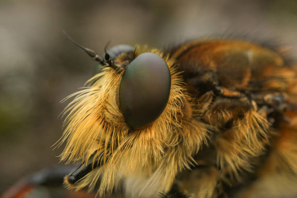 istock Robber fly taken with macro photography. 1406705409