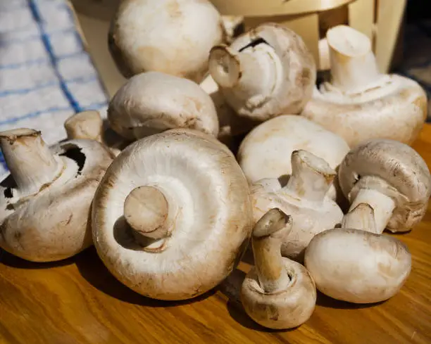 Photo of Fresh champignon mushrooms close-up full frame.
