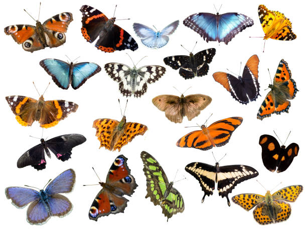 istock set of butterflies isolated white background 1406705744