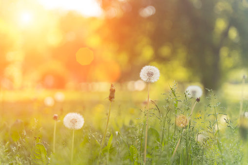 Summer field of dandelions and green grass under the warm evening sun. Nature, meadow, tranquility concept. High quality photo