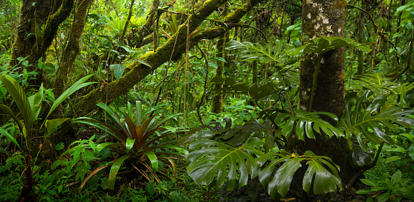 Costa Rica tropical rainforest