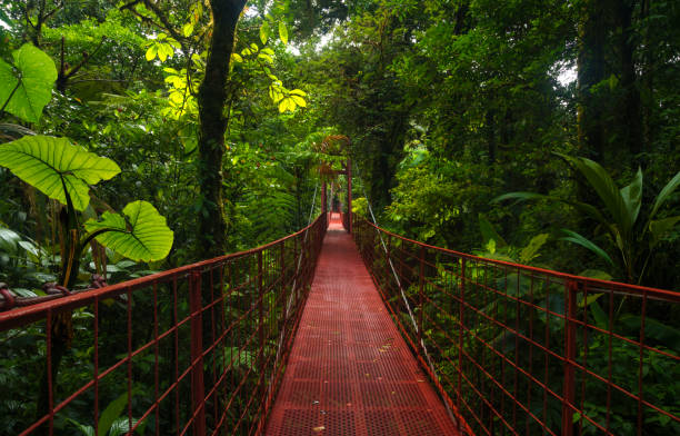 istock Suspension bridge in tropical rain forest 1406706853