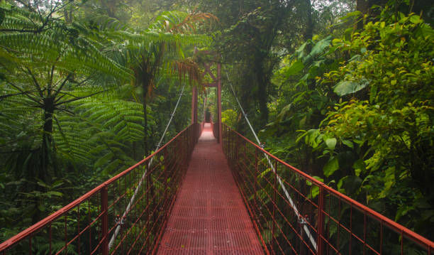 istock Suspension bridge in tropical rain forest 1406706883