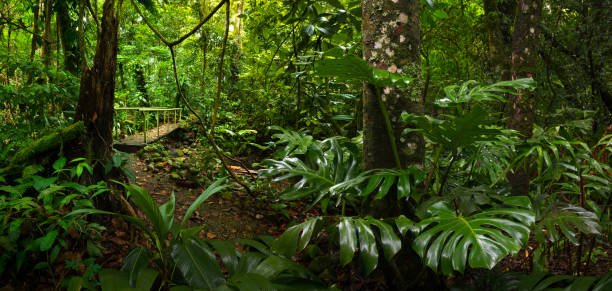 istock Costa Rica rainforest 1406707097
