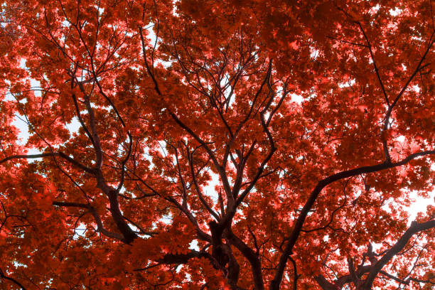 Red tree crown background. Tree in the autumn sunny forest. Nature, growth, life. High quality photo