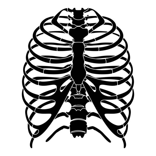 скелет человек грудная клетка силуэт кости тела - грудина, грудь, грудной позвонок, грудина, передняя передняя часть вид плоский черный цвет - anatomy the human body human bone white background stock illustrations