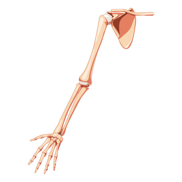 kończyna górna ramię z obręczą barkową szkielet człowiek widok z przodu. zestaw anatomicznie poprawny realistyczny płaski naturalny kolor wektorowa ilustracja anatomii izolowana na białym tle - arm bone stock illustrations
