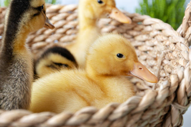 istock small yellow ducklings in wicker basket on sunny day, selective focus 1406709085