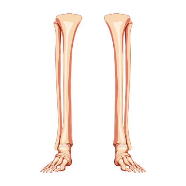 Leg tibia, fibula, Foot, ankle Skeleton Human front Anterior ventral view. Set of Anatomically correct 3D realistic flat natural color concept Vector illustration isolated on white background Leg tibia, fibula, Foot, ankle Skeleton Human front Anterior ventral view. Set of Anatomically correct 3D realistic flat natural color concept Vector illustration isolated on white background fibula stock illustrations