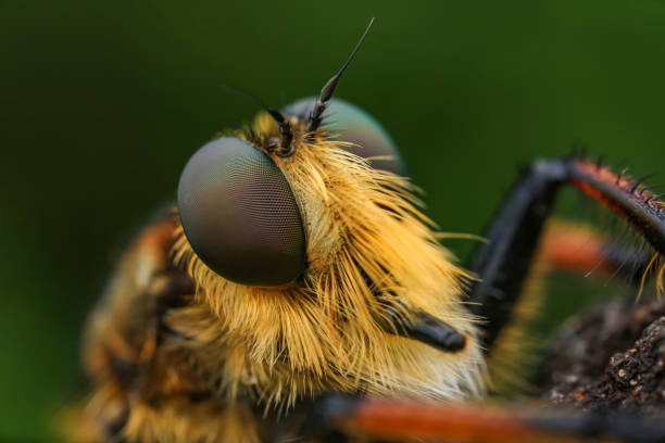 istock robberfly  eyes, taken with macro photography. 1406711191