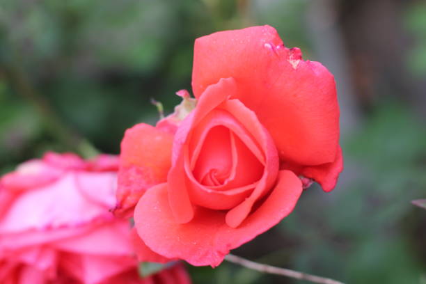 istock Garden Flowers - June 2022 1406711227