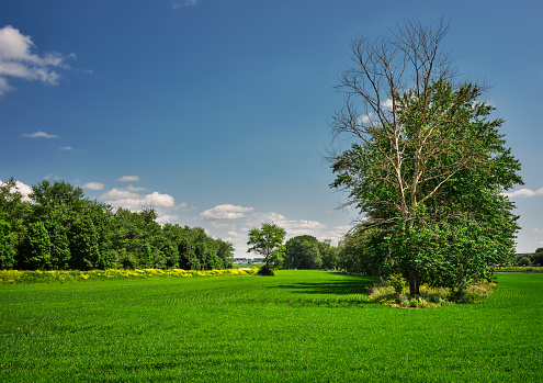 Simple summer landscape with trees, sky and flat field