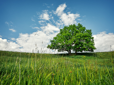 A large oak tree surrounded by flowers during the spring. This particular oak is located in the Diablo Foothills Regional Park of Walnut Creek, California, United States.