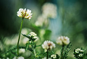Trifolium repens. White clover, close-up in the forest, background blur