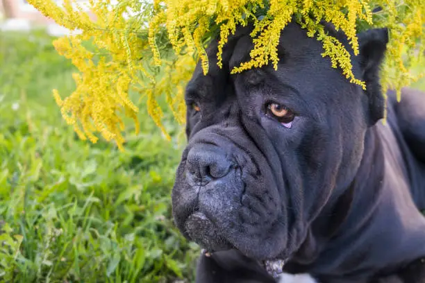 Black dog head Cane Corso watching under yellow flower plants. Selective focus, nose, close eye and some flowers are in focus