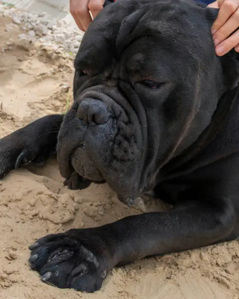 Black dog Cane Corso laying on sand and enloying time with his owner