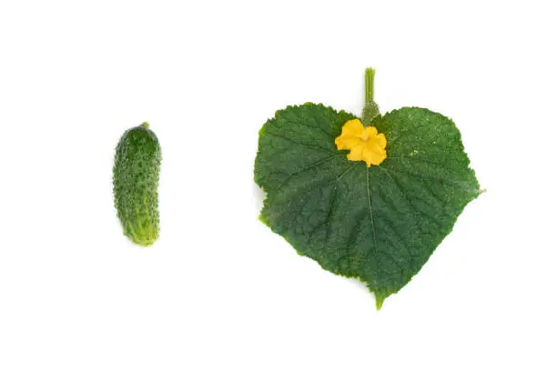 Green cucumber and leaf with yellow flower isolated on white background. I love concept