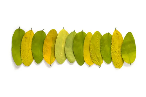 Autumn yellow and green leaves in a row. Line shaped with leaves isolated on white background