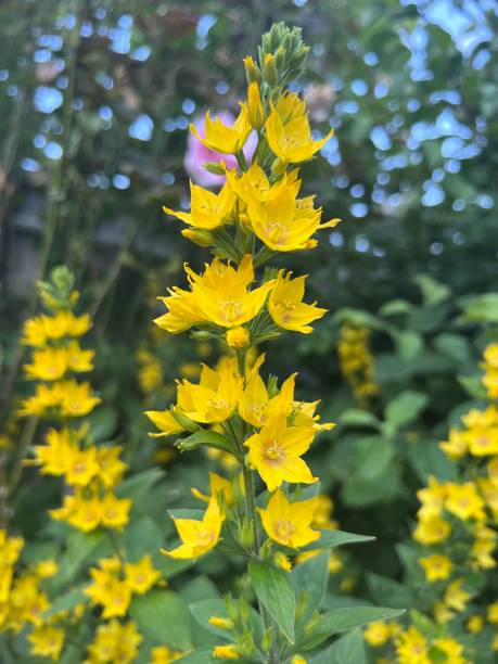 istock Garden Flowers - July 2022 1406714004