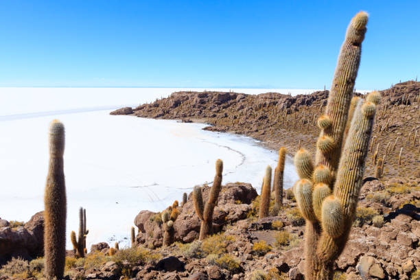 Salar de Uyuni view from Incahuasi island, Bolivia. Largest salt flat in the world. Bolivian landscape