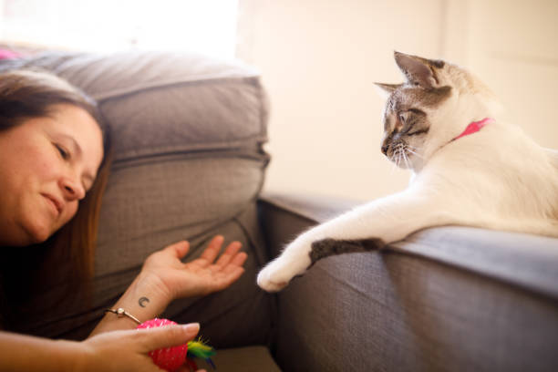istock Cat reaching small ball that owner is holding 1406716441