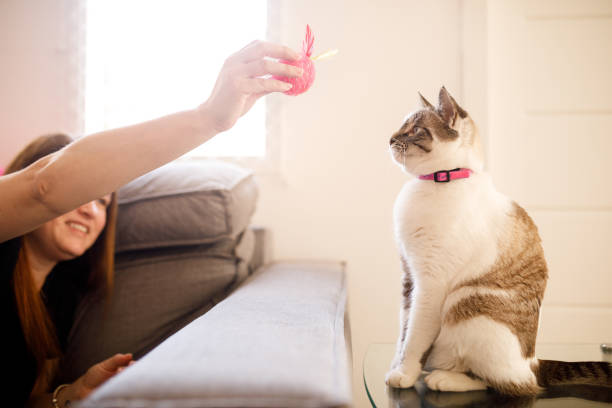 istock Woman holding a ball above cat's head 1406716444