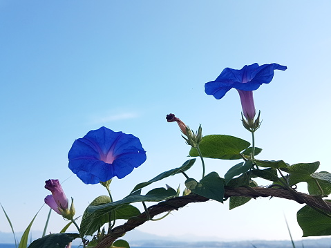 flower cone  blue ipomoea in greece by the sea in summer